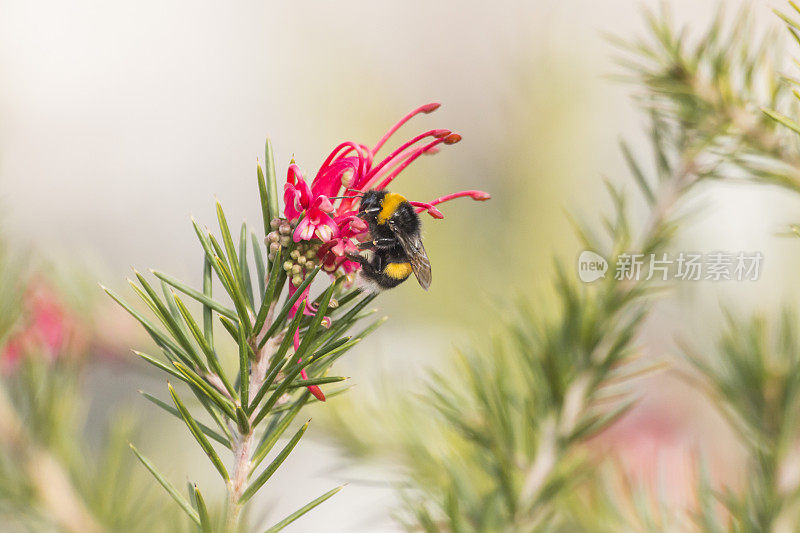 花与蜜蜂(Grevilla cicegi ve ari)